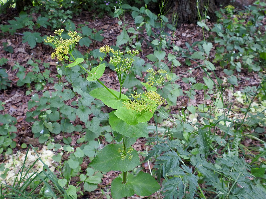 Doorwaskervel [14572] 13-mei-2018 (Vechtdal, Arrien).jpg - Doorwaskervel [Smyrnium perfoliatum]